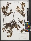Foto von Salix waldsteiniana Willd.